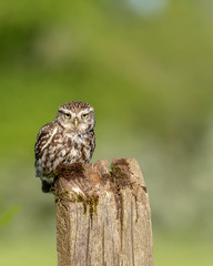 Little Owl (athene noctua) perched on old fence post