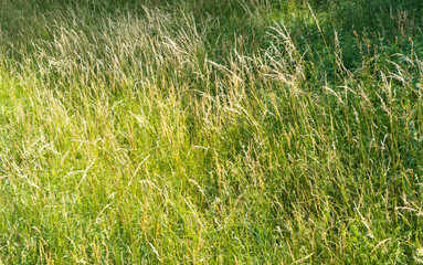 background of tall wild grass