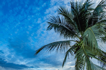 Fototapeta na wymiar Beautiful light of sunset behind the coconut trees.