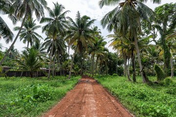 Fototapeta na wymiar Beautiful coconut palm trees farm in Alappuzha, India.