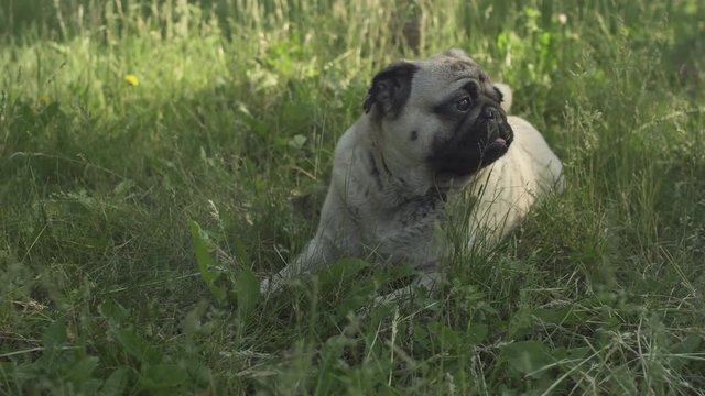 Cute, pretty pug dog lying on the grass lawn. Looking around and to its owner with curiosity,  attentively. Baby face. Breathing heavily, deeply, sticking out its tongue.  Summer hot