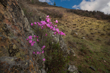 Obraz premium Russia. The South Of Western Siberia, spring flowers of the Altai mountains. Rhododendron. Its flowering period is the main event of spring in the Altai mountains, which attracts many tourists.
