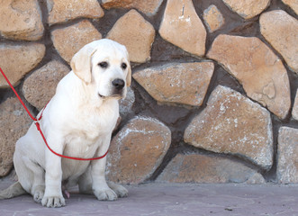 the yellow labrador in the park