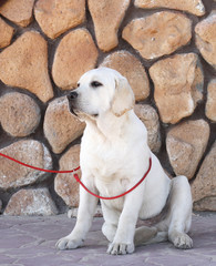 yellow labrador in the park