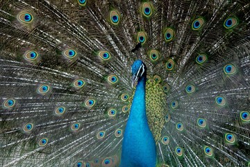 Fototapeta na wymiar A beautiful peacok in the zoo
