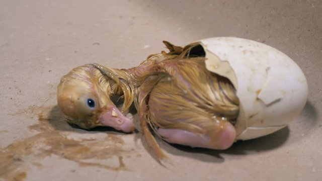 New-born duckling is trying to get out of a broken eggshell