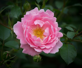 Closeup of a beautiful pink Rose in full bloom 