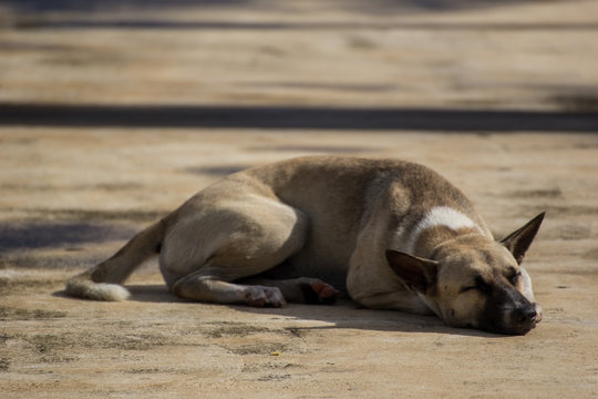 sleeping dog