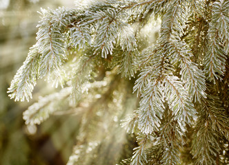 Christmas, winter background with frosty pine tree.