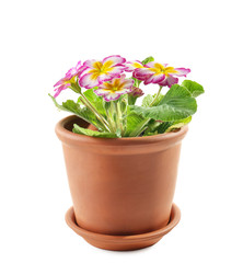 Beautiful plant in pot on white background