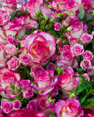 floral background of roses