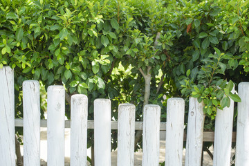 white fence and green natural fence