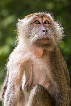 big monkey mother