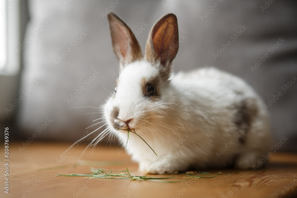 Wall mural decorative white and black rabbit on wooden window sill