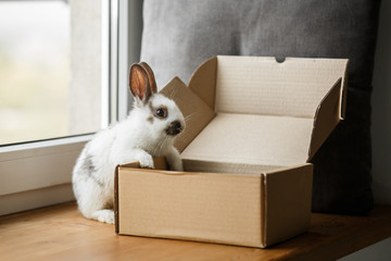 decorative white and black rabbit on wooden window sill