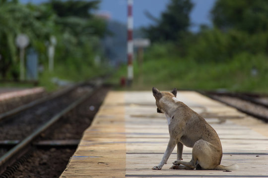 the dog beside railway