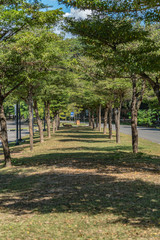 Naklejka premium Row of green trees