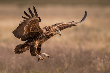 Bateleur landing 1