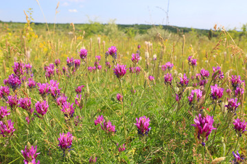 flowers summer meadow