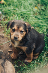 Puppy of German Hunting Terrier in the garden