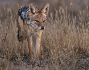 Fototapeta premium Jackal walking 2