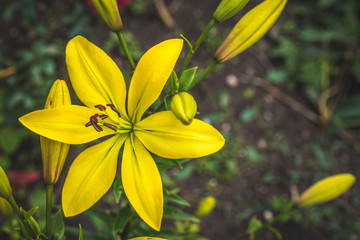 Yellow lily flower growing in garden