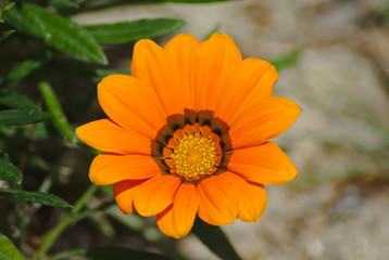 Gazania