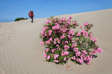 White Sand dunes and flowering oleander at on Patara beach. Turkey