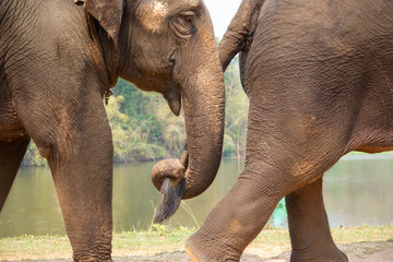 Fototapeta na wymiar Closeup - the elephant training trunk touch the tail - selective focus the tail 