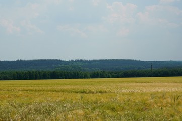 zboże © tadzio1964