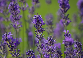 Lavender Field in Soft Focus - closeup