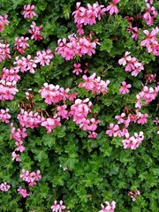 Nice pink flowers in a group in a rainy day