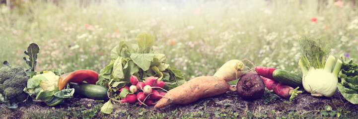 panorama with lot of various organic vegetables is lying in a flower meadow