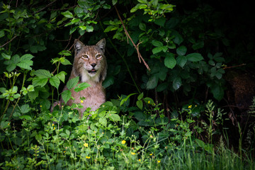 Luchs im Gebüsch