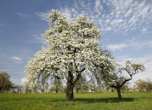 Alter Birnbaum auf einer Streuobstwiese