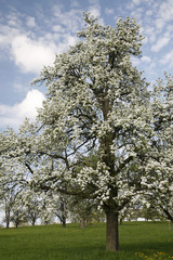 Alter Birnbaum auf einer Streuobstwiese