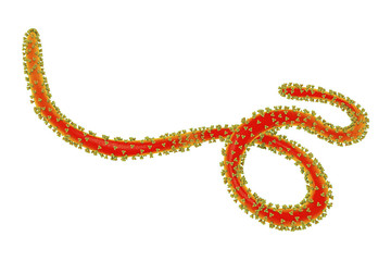 Close-up view of Ebola virus, the causative agent of Ebola hemorrhagic fever, with glycoprotein spikes on its surface, 3D illustration