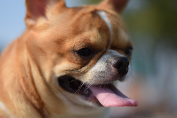 Portrait of small Chihuahua dog.