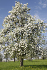 Alter Birnbaum auf einer Streuobstwiese