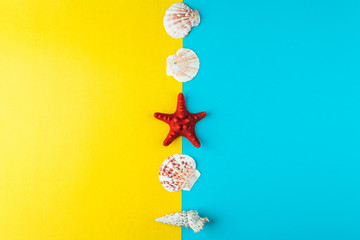 seashells and starfish laid out in a line