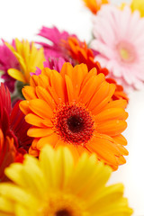 Gerbera flowers