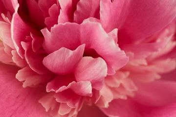Ingelijste posters Pioenrozen Beautiful peony flower  © Nik_Merkulov