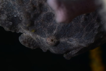 Japans underwater world