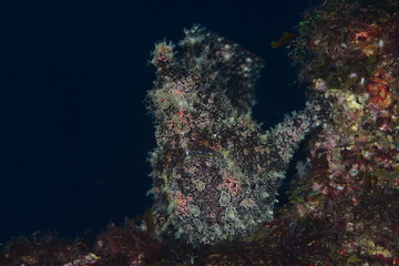 Japanese underwater photos