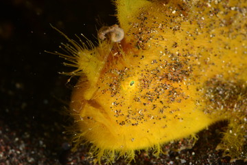 Japanese underwater photos