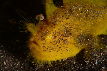 Japanese underwater photos