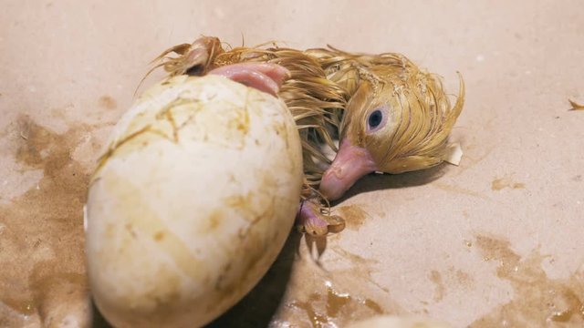 Pipping process of a tiny baby duckling