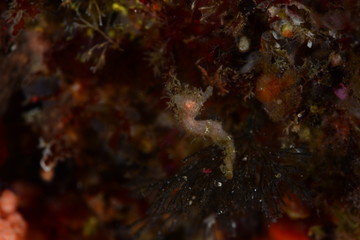 Japanese underwater photos