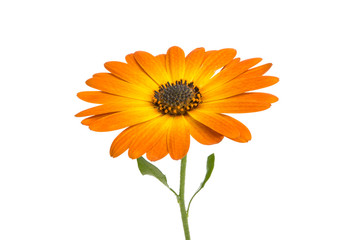 Osteosperumum Flower Daisy