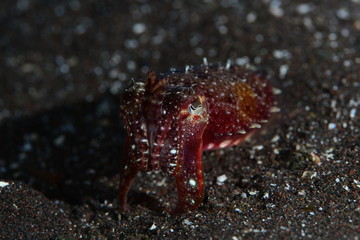Japanese underwater photos